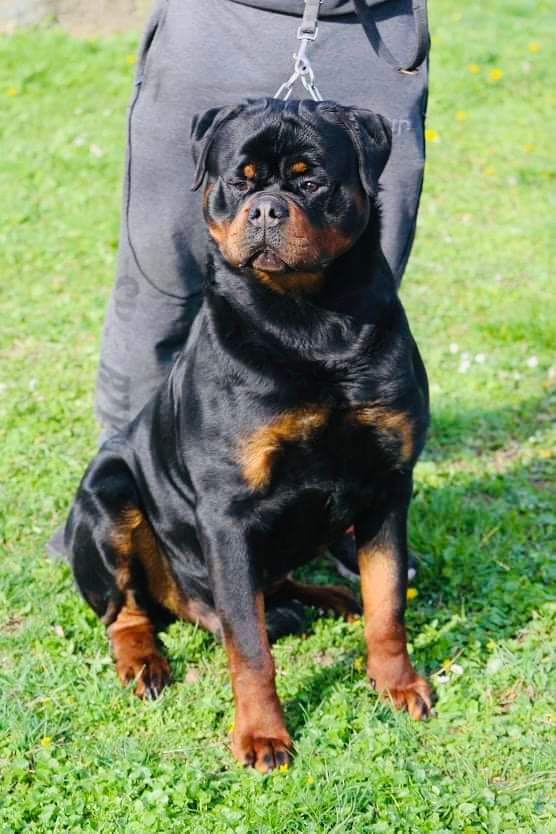 Benesh von Dinamios