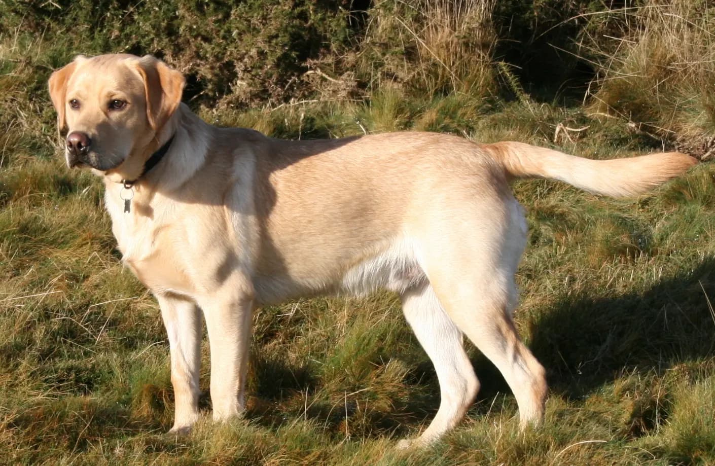 Labrador Female