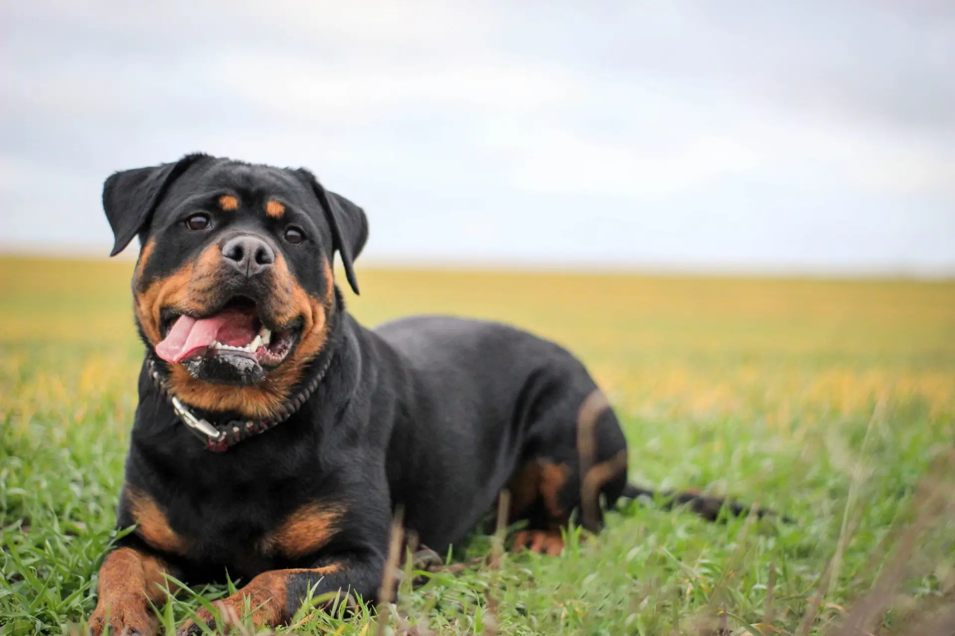 Rottweiler Female