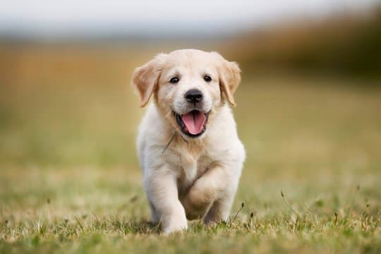 Labrador Litter B