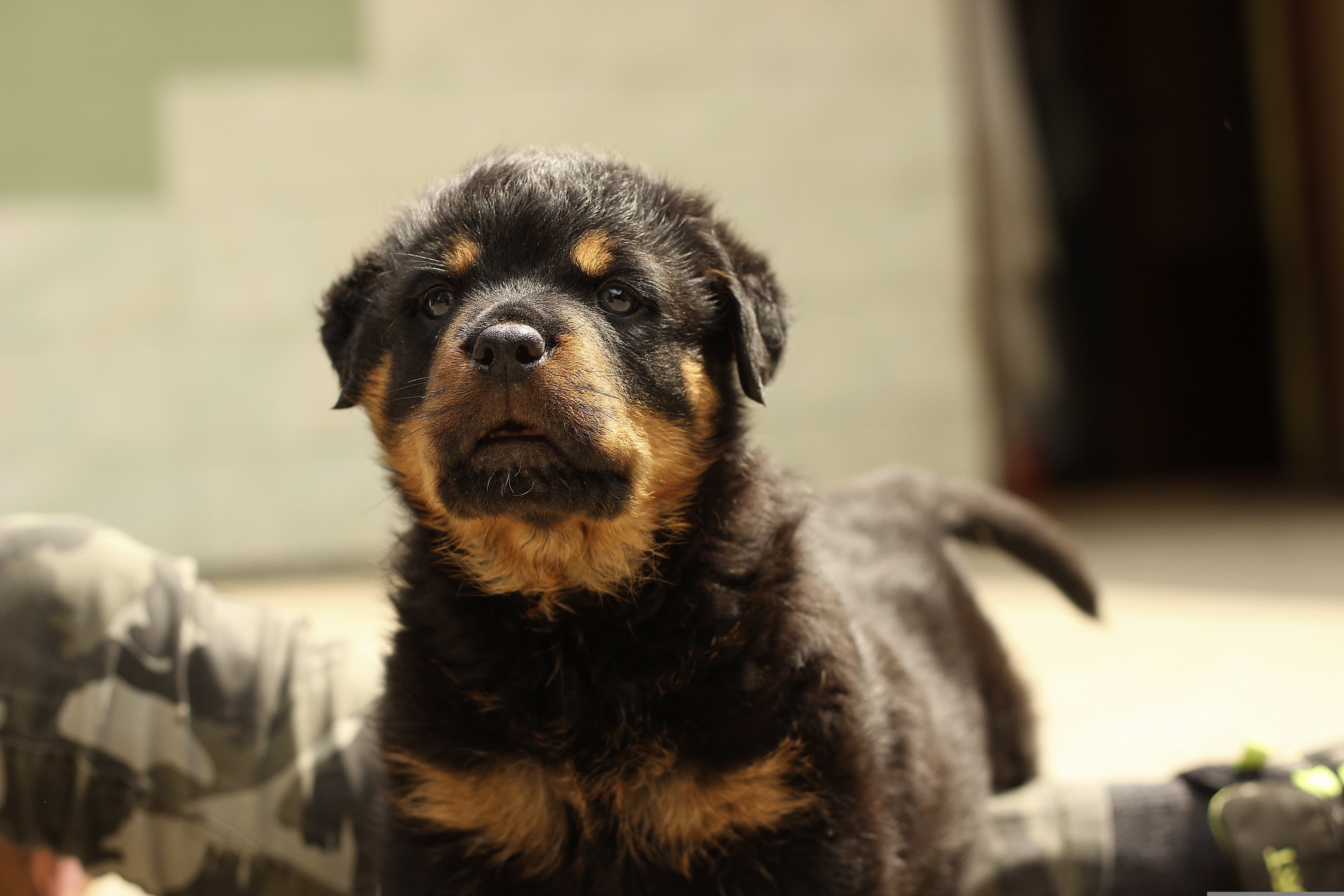 Puppies for Sale