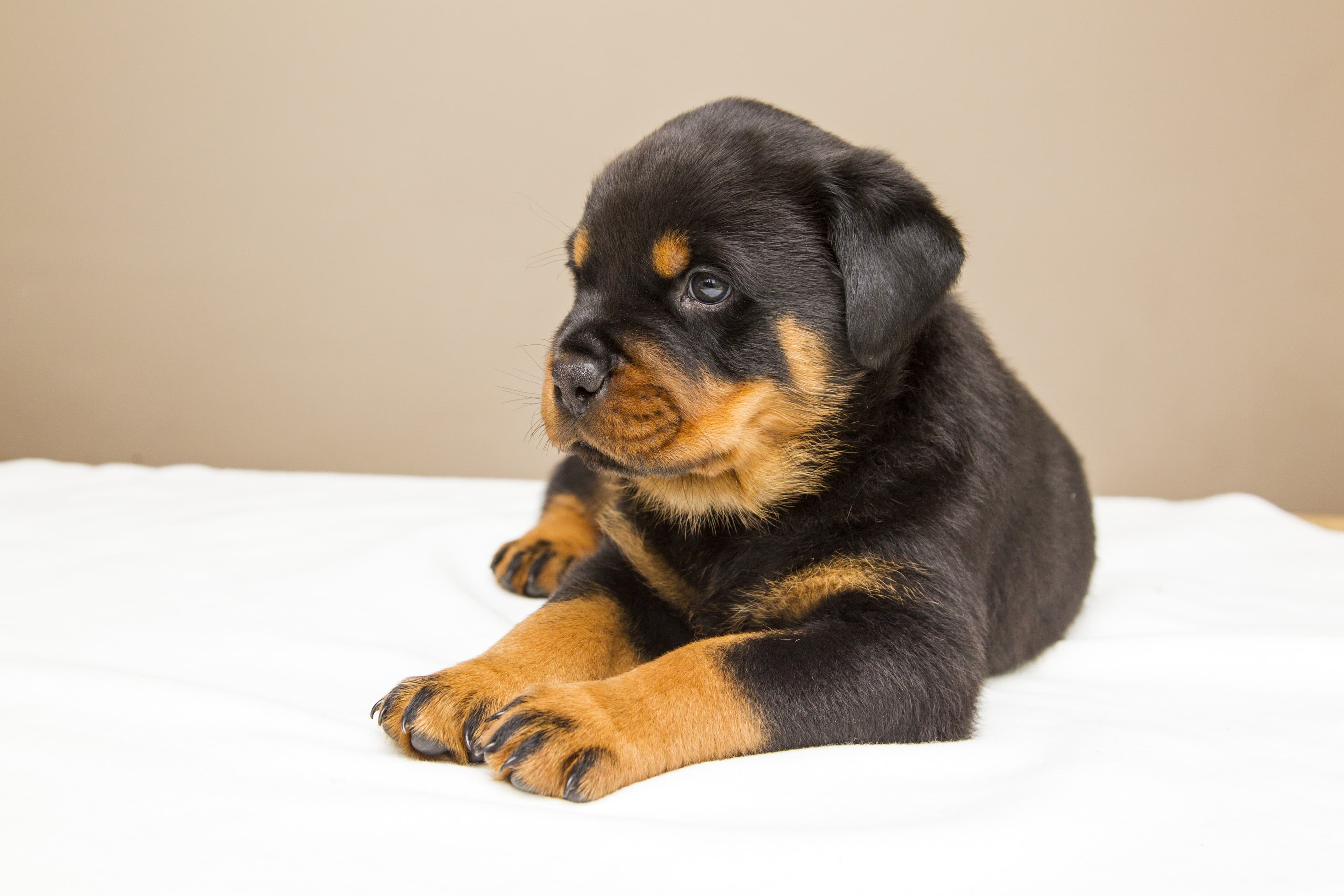 Rottweiler Litter A