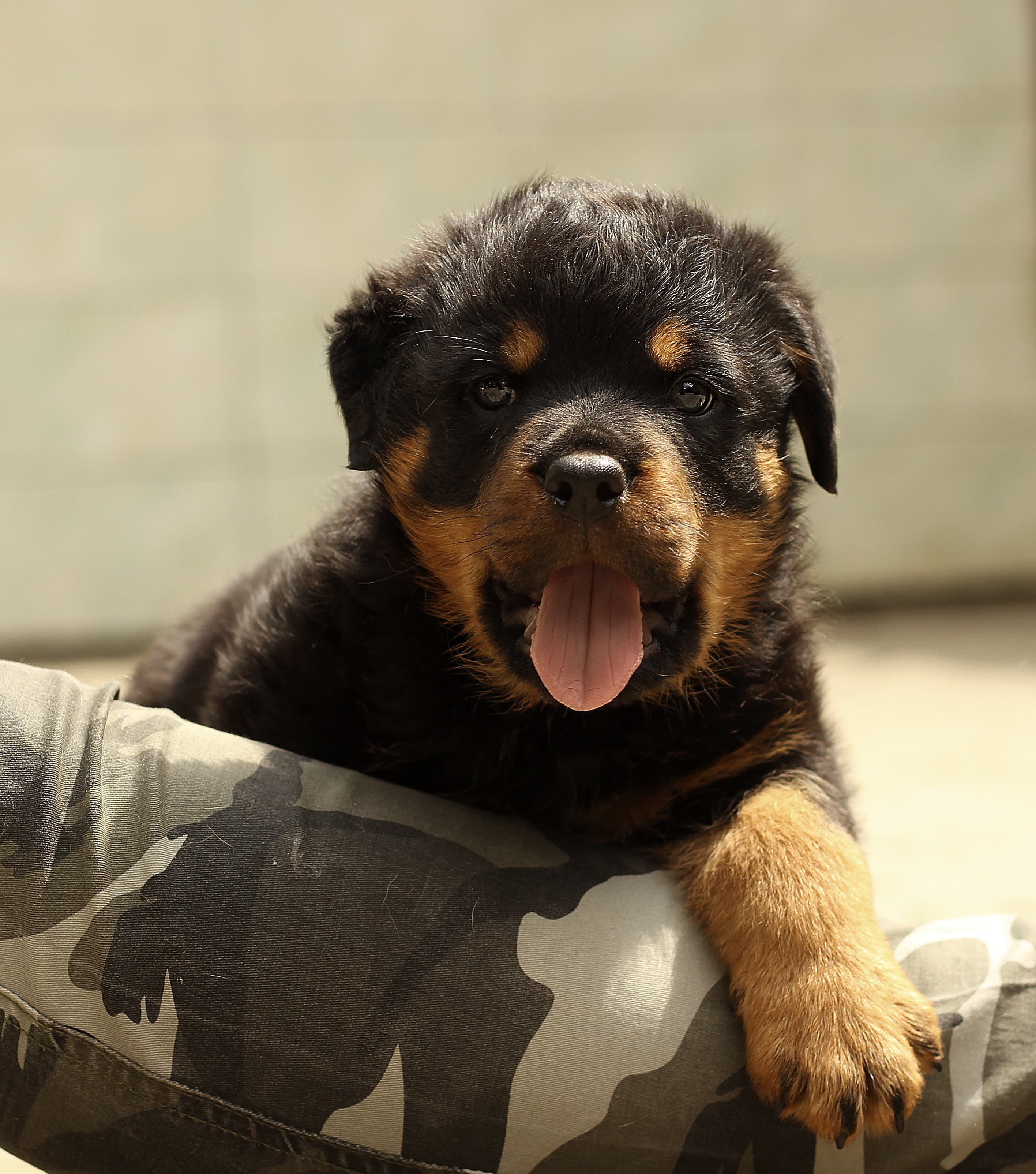 Rottweiler Litter C
